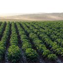 Potato fields  screen for extension Chrome web store in OffiDocs Chromium