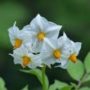 Potato flower  screen for extension Chrome web store in OffiDocs Chromium