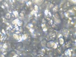 Free download potato microscopic images free photo or picture to be edited with GIMP online image editor