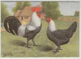 Free download Poultry Houses (ICS textbook) free photo or picture to be edited with GIMP online image editor