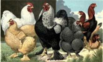 Free download Poultry Press at Cornell University and at the National Agricultural Library free photo or picture to be edited with GIMP online image editor