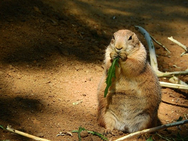Free download prairie dog cynomys ludovicianus free picture to be edited with GIMP free online image editor