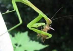 Free download Praying mantis eating its prey - JPG file free photo or picture to be edited with GIMP online image editor