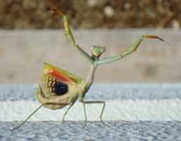 Free download Praying mantis - Tang Lang - JPG file free photo or picture to be edited with GIMP online image editor