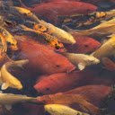 Precious fish  screen for extension Chrome web store in OffiDocs Chromium