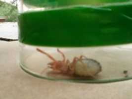 Free download Pregnant solifugid with raised pedipalps - photos free photo or picture to be edited with GIMP online image editor