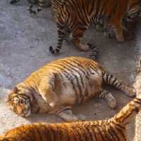 Free download Pregnant Tiger free photo or picture to be edited with GIMP online image editor