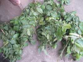 Free download PREKESE HEALTH CARE RESEARCH-INDIGENOUS MEDICINE-EGYA KWABENA HERBALS KANESHIE-ACCRA 2013 free photo or picture to be edited with GIMP online image editor