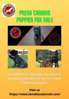 Free download Presa Canario Puppies For Sale free photo or picture to be edited with GIMP online image editor