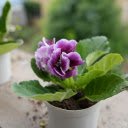 Pretty flower pots  screen for extension Chrome web store in OffiDocs Chromium