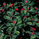 Pretty Little Red Flowers  screen for extension Chrome web store in OffiDocs Chromium
