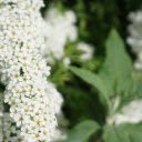 Pretty White Flower Branch  screen for extension Chrome web store in OffiDocs Chromium