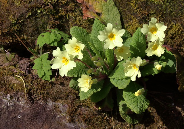 Free download primroses march spring england uk free picture to be edited with GIMP free online image editor