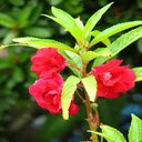 Primrose Wallpaper  screen for extension Chrome web store in OffiDocs Chromium