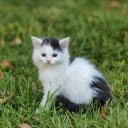 Princess cat  screen for extension Chrome web store in OffiDocs Chromium
