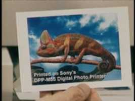 从数码摄影（计算机编年史剧集）免费下载在 Sonys DPP-M55 数码照片打印机上打印 免费照片或图片可使用 GIMP 在线图像编辑器进行编辑