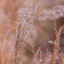 Propagation of grass and plants  screen for extension Chrome web store in OffiDocs Chromium