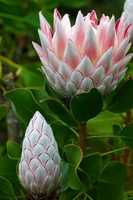 Gratis download Protea bloemen gratis foto of afbeelding om te bewerken met GIMP online afbeeldingseditor