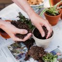 Prune trees to prepare soil  screen for extension Chrome web store in OffiDocs Chromium