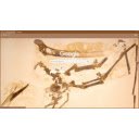 Pteranodon sternbergi  screen for extension Chrome web store in OffiDocs Chromium