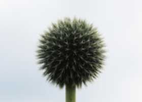 Free download public-domain-images-free-stock-photos-flower-ball free photo or picture to be edited with GIMP online image editor