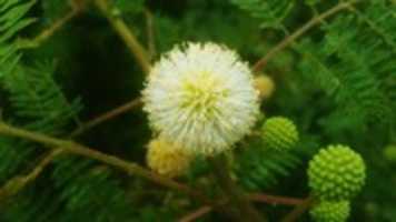 הורדה חינם של אוסף טפטים בדומיין ציבורי (מ-Acacia mearnsii flower) עם תגיות מטא של רישיון תחום ציבורי בשפה הגרמנית תמונה או תמונה בחינם לעריכה עם עורך התמונות המקוון GIMP