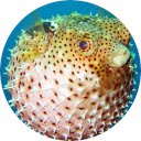 Pufferfish Tapeta Ekran nowej karty dla rozszerzenia Sklep internetowy Chrome w OffiDocs Chromium