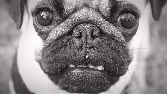 Download gratuito Pug Dog Doggy Style - foto o immagine gratuita da modificare con l'editor di immagini online di GIMP