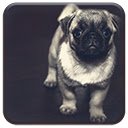Pantalla Pug Puppy para extensión Chrome web store en OffiDocs Chromium