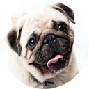 Pug Wallpaper  screen for extension Chrome web store in OffiDocs Chromium