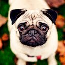 Layar Pug Wallpaper untuk ekstensi toko web Chrome di OffiDocs Chromium