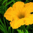 Pumpkin flower vegetables  screen for extension Chrome web store in OffiDocs Chromium