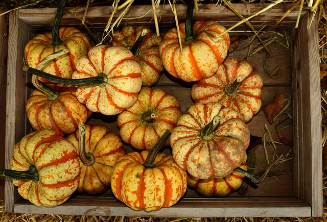 Free download pumpkin gourd fall halloween free picture to be edited with GIMP free online image editor