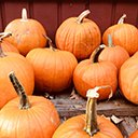 Free download Pumpkin Patch -  free photo or picture to be edited with GIMP online image editor
