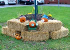 Free download Pumpkins 10/10/18 free photo or picture to be edited with GIMP online image editor