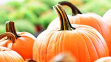 Unduh gratis Pumpkins foto atau gambar gratis untuk diedit dengan editor gambar online GIMP