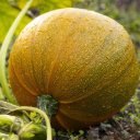PUMPKIN THEME  screen for extension Chrome web store in OffiDocs Chromium