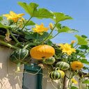 Pumpkin trellis wallpaper  screen for extension Chrome web store in OffiDocs Chromium
