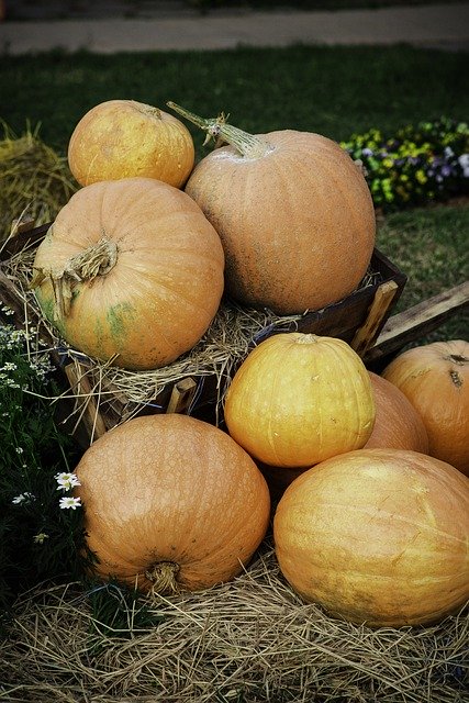 Free download pumpkin vegetable organic harvest free picture to be edited with GIMP free online image editor