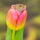 Puppies and tulips wallpaper  screen for extension Chrome web store in OffiDocs Chromium