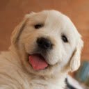 Puppy: A Bundle of Joy and Playfulness  screen for extension Chrome web store in OffiDocs Chromium