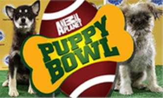 Free download PUPPYBOWL free photo or picture to be edited with GIMP online image editor