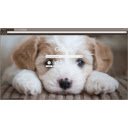 PuppyChrome  screen for extension Chrome web store in OffiDocs Chromium