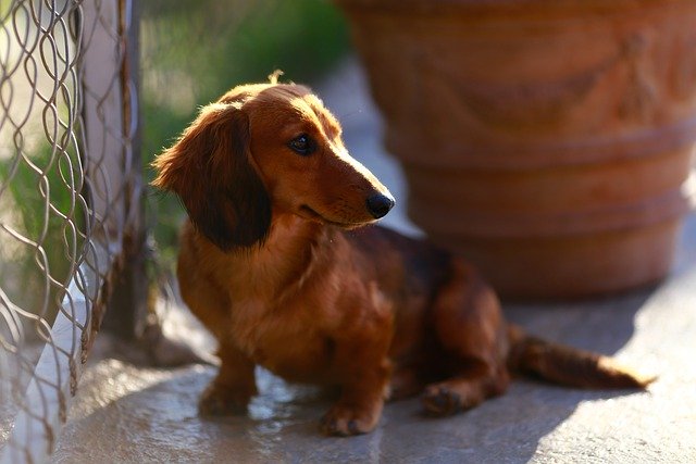 Free download puppy dog cute pet canine friend free picture to be edited with GIMP free online image editor