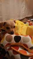 Free download puppy free photo or picture to be edited with GIMP online image editor