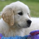 Puppy playing with teddy bear  screen for extension Chrome web store in OffiDocs Chromium
