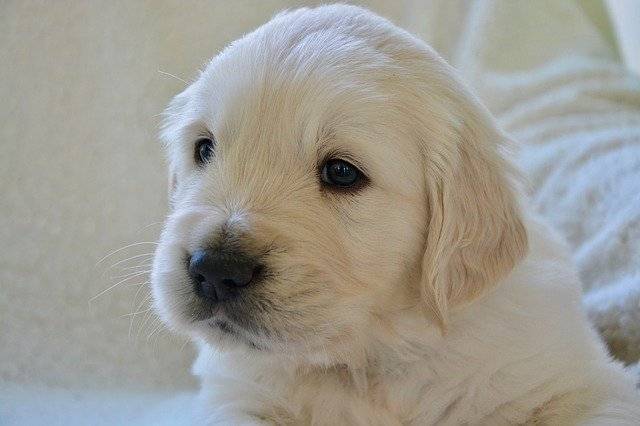 Unduh gratis Puppy Pup Golden Retriever - foto atau gambar gratis untuk diedit dengan editor gambar online GIMP