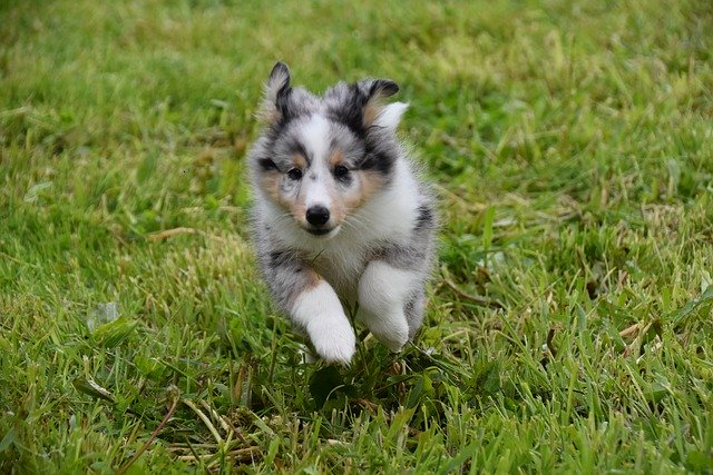 無料ダウンロード子犬シェットランドシープドッグ子犬無料画像をGIMP無料オンライン画像エディタで編集