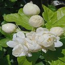 Pure jasmine cluster wallpaper  screen for extension Chrome web store in OffiDocs Chromium