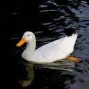 Pure white duck  screen for extension Chrome web store in OffiDocs Chromium